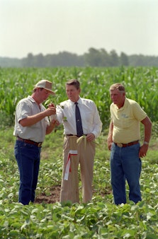 Three men in a field of green crops